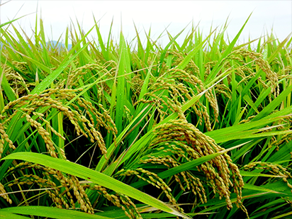 Li H, et al. PERSISTENT TAPETAL CELL1 Encodes a PHD-Finger Protein That Is Required for Tapetal Cell Death and Pollen Development in Rice. Plant Physiol.?2011 Jun;156(2):615-30. (IF=7.394)